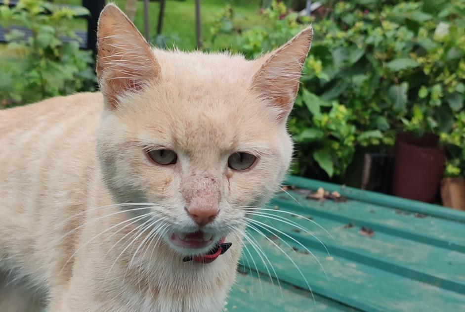 Fundmeldung Katze rassenmischung  Unbekannt Malville Frankreich