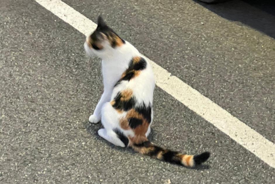 Alerta de Hallazgo Gato Desconocido Saint-Lyphard Francia