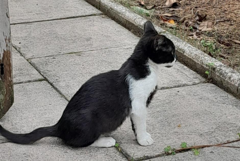 Alerte Disparition Chat Femelle , 2 ans Vertou France