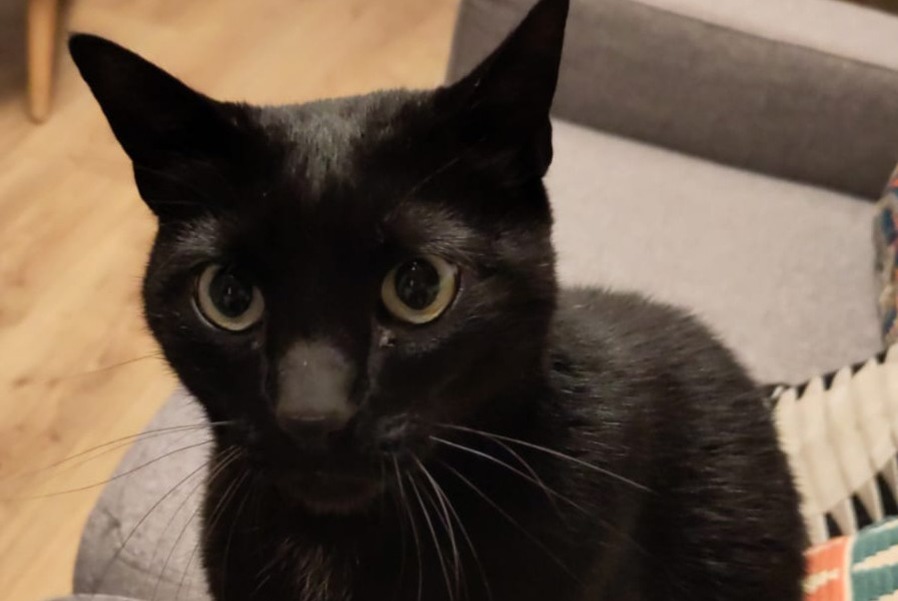 Alerte Disparition Chat croisement  Mâle , 9 ans Saint-Fiacre-sur-Maine France