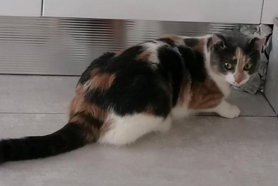 Avviso scomparsa Gatto incrocio di razze  Femmina , 1 anni Saint-Michel-Chef-Chef Francia