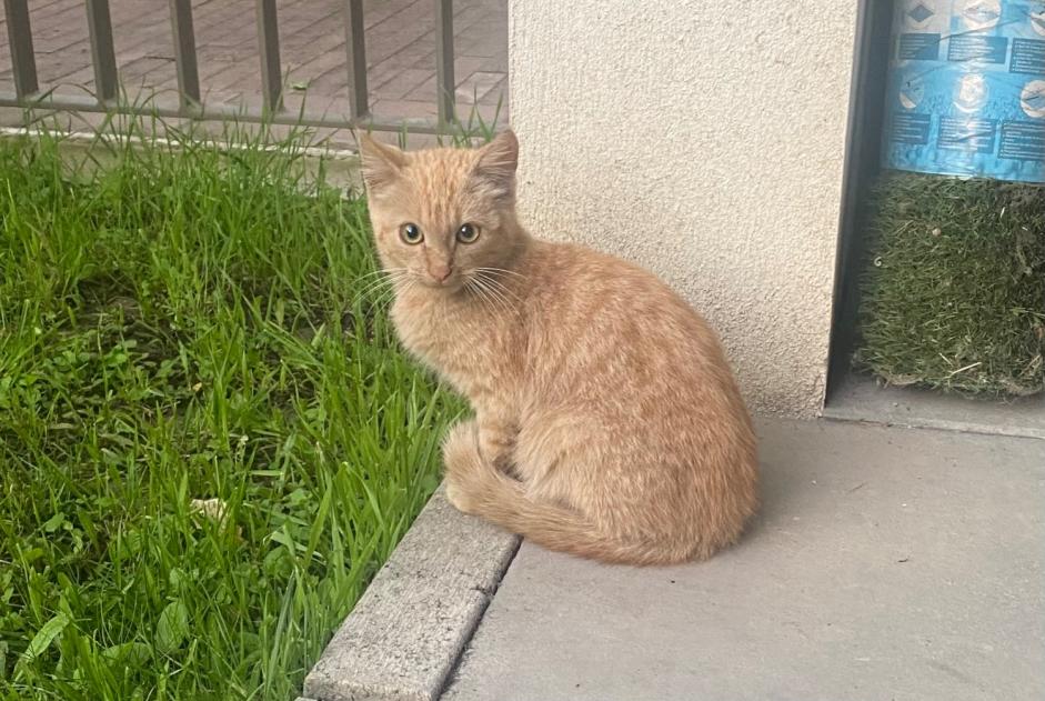 Alerta descoberta Gato  Desconhecido Nantes France